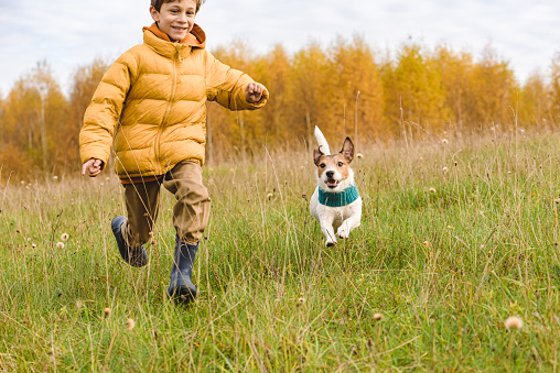 Jack Russell Terrier dog runs with young owner