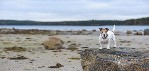 Jack Russell Terrier dog at sea shore