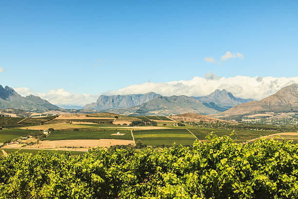 istock Mountain View Stellenbosch Vineyard South Africa 155391135