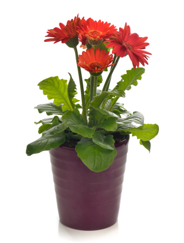 Red gerbera daisy flowers in purple floser pot, isolated on white background