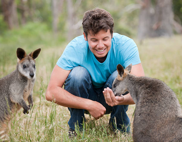 Baby kangaroo in the pouch. Looking so cute, and directly at camera. Australia.
