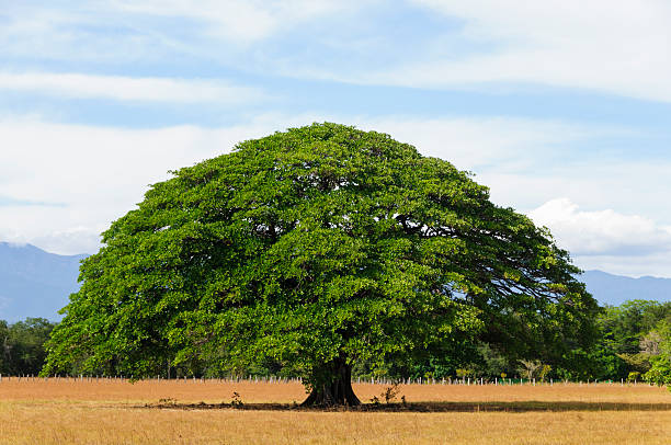 Giant tree in empty field, Guanacaste, Costa Rica stock photo