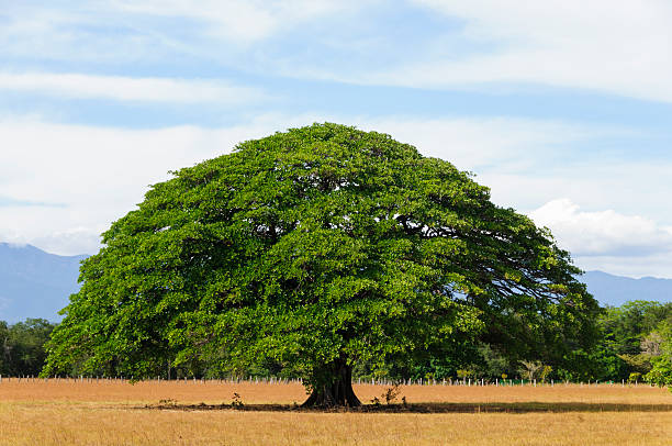 árvore gigante no campo vazio, guanacaste, costa rica - tree shade large growth - fotografias e filmes do acervo