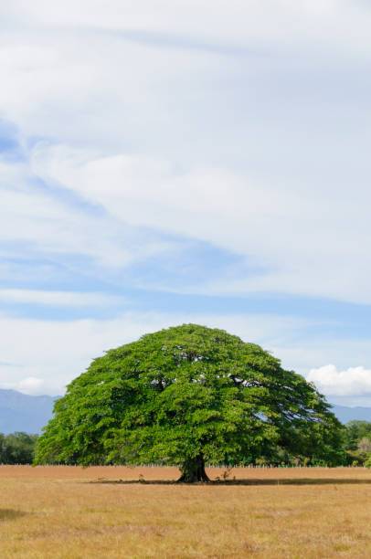 Giant tree in empty field in Guanacaste, Costa Rica  These trees are very typical for this region. The Guanacaste tree (Enterolobium cyclocarpum) is the Costa Rican national tree.