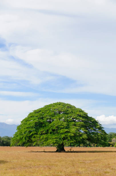 árvore gigante no campo vazio, guanacaste, costa rica - tree shade large growth - fotografias e filmes do acervo
