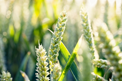 close up of green wheat in the field