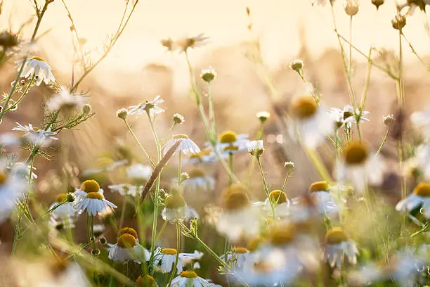 chamomile flowers at the edge of a field of barley in summer, late afternoon