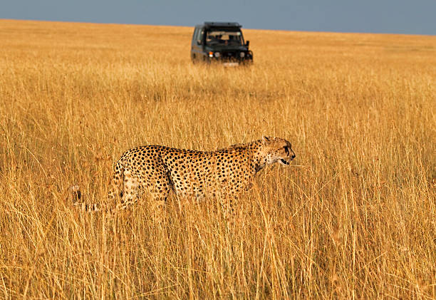 african safari - car prowler стоковые фото и изображения