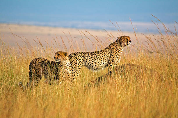 Free Stock Photo of Cheetah in the Grass | Download Free Images and ...