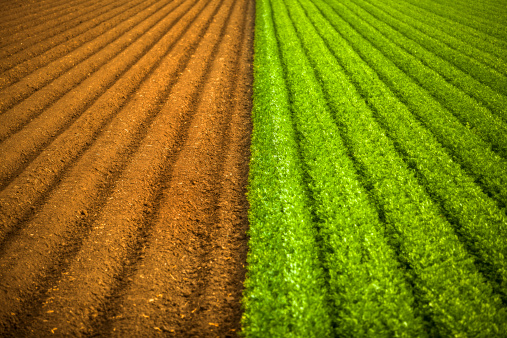 A half green row celery field contrast the soil in the Salinas Valley, California USA