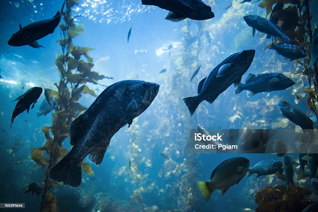 Vita marina e di pesci sott'acqua - Foto stock royalty-free di Acqua