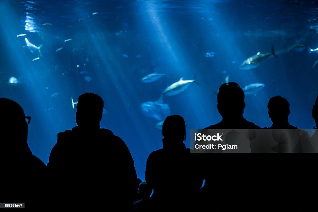 Silhouette of people looking at marine life in aquarium tank Fish, sea animals, plants and seaweed on the bottom of the ocean Aquarium Stock Photo