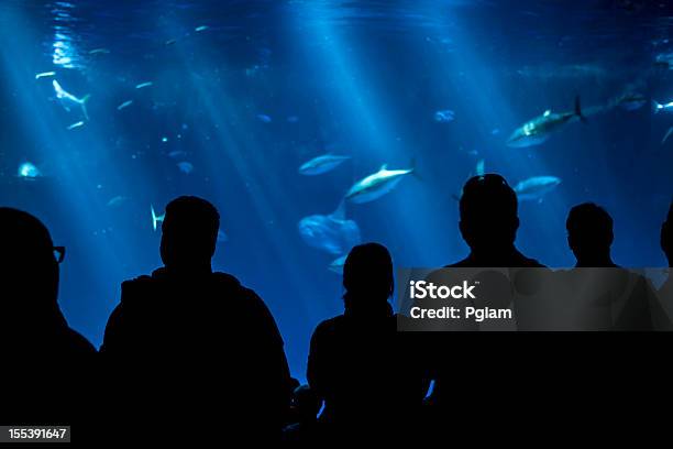 Silhouette Of People Looking At Marine Life In Aquarium Tank Stock Photo - Download Image Now