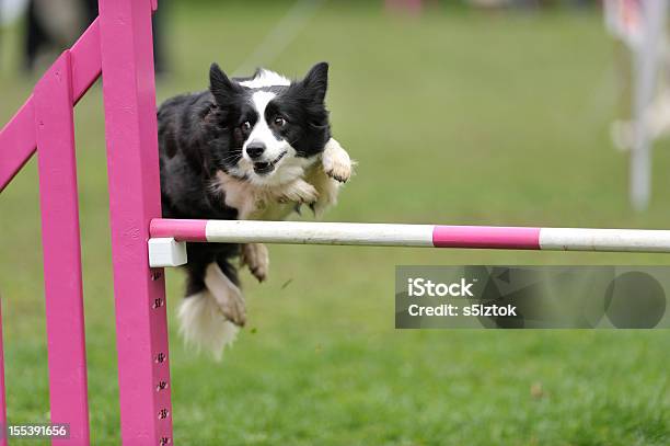 Carefull - Fotografie stock e altre immagini di Abilità - Abilità, Accuratezza, Agility dog