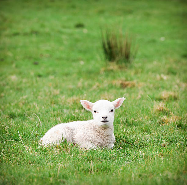 젊은 양고기 잔디 - newborn animal grass cute animal 뉴스 사진 이미지