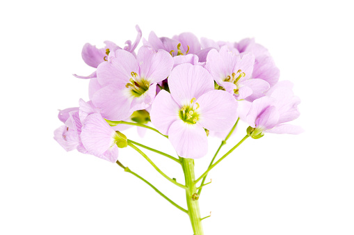 Cuckoo flower, or lady's smock.  Cardamine pratensis