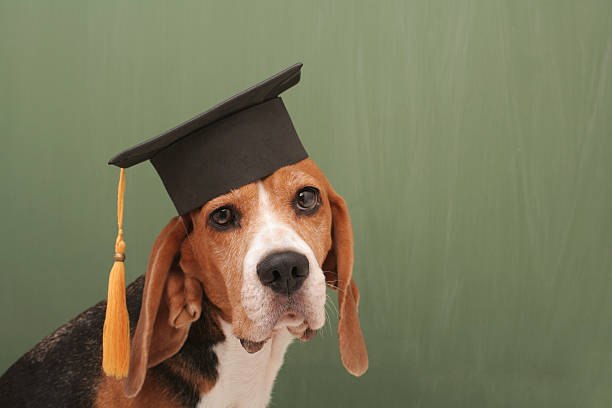 졸업하셨군요 경견 - dog graduation hat school 뉴스 사진 이미지