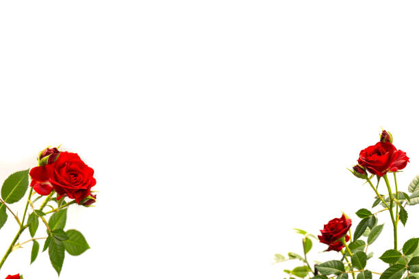 Red roses in a pot isolated on a white background. Top view.