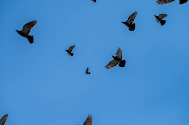 istock Flock of birds seen flying in sky 1553919862