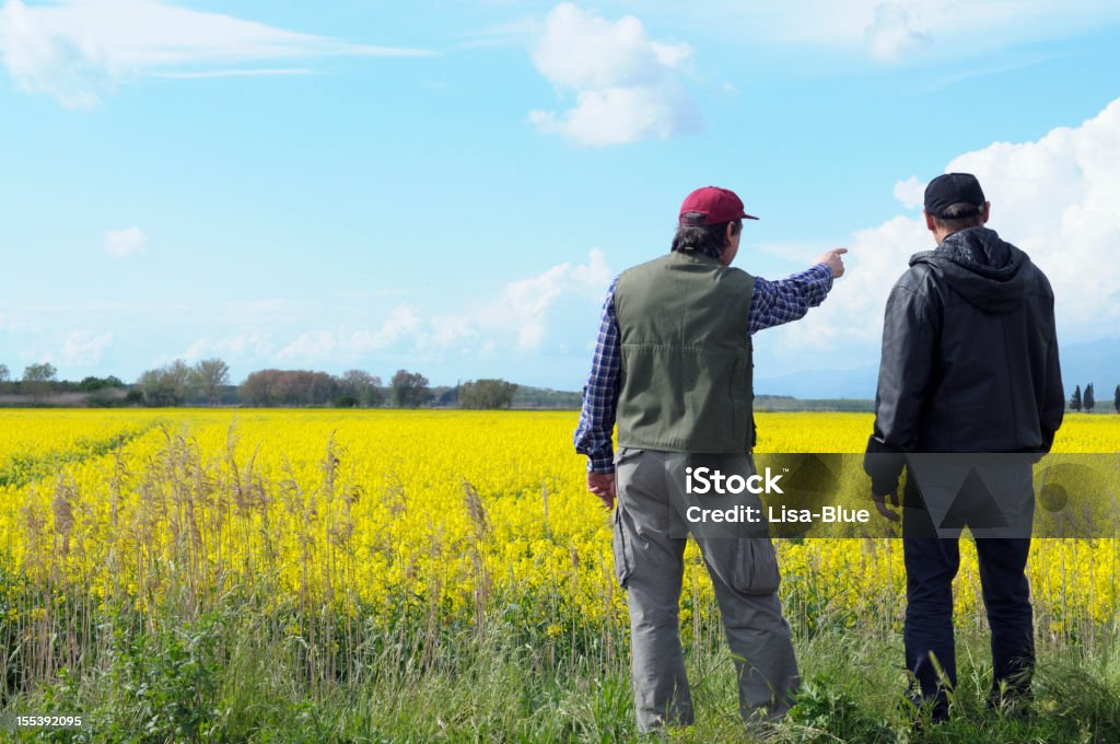 Dwa rolników wskazywać Canola pole - Zbiór zdjęć royalty-free (Rolnik)