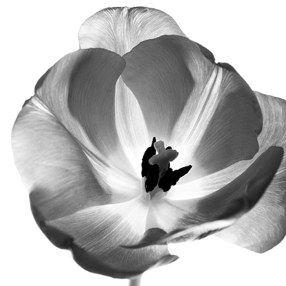 macro tulip flower in black and white\n\n[url=http://www.istockphoto.com/stock-photo-18419765-frangipani.php][img]http://i.istockimg.com/file_thumbview_approve/18419765/1/stock-photo-18419765-frangipani.jpg[/img][/url]\n\n\n[url=http://www.istockphoto.com/file_search.php?action=file&lightboxID=3680341][img]http://www.ljplus.ru/img4/l/a/lazy_n/__flowers.jpg[/img][/url]
