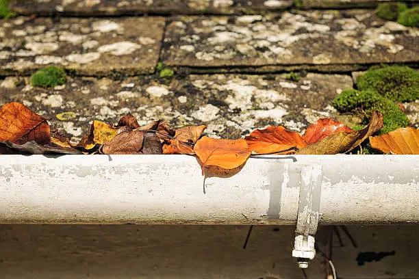 An old gutter on a roof, full of wet autumn leaves.