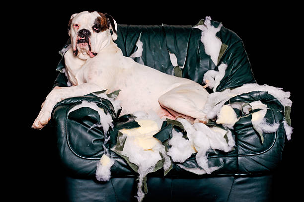 인명별 boxer 일시적으로 가죽 의자 - dog furniture destruction damaged 뉴스 사진 이미지