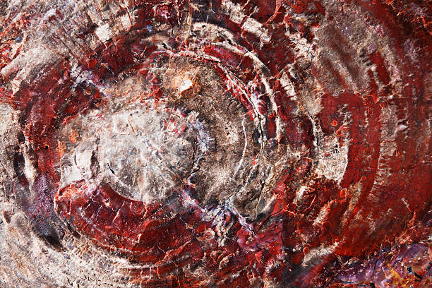 istock Petrified Wood Fossil 155392188