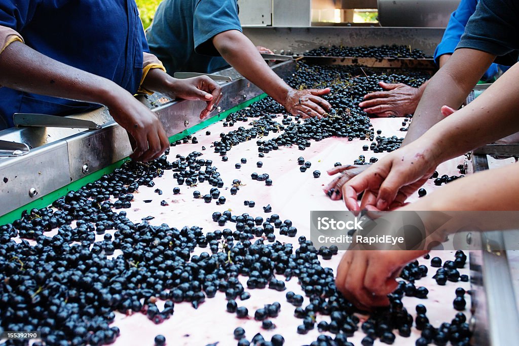 Frauen Arbeitnehmer in einem solchen Trauben Weingut für Bügeln - Lizenzfrei Afrikanischer Abstammung Stock-Foto