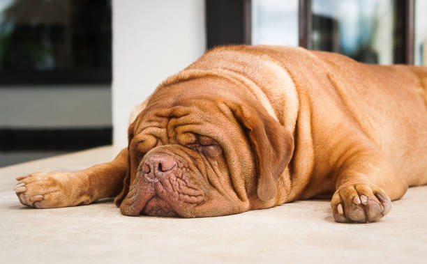istock Bordeaux Mastiff dog, sleeping peacefully 1553922446