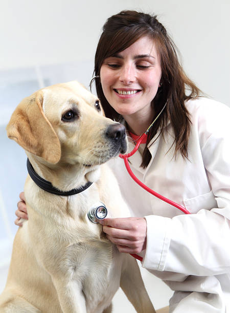 istock Vet checks Labrador's heartbeat 155392271