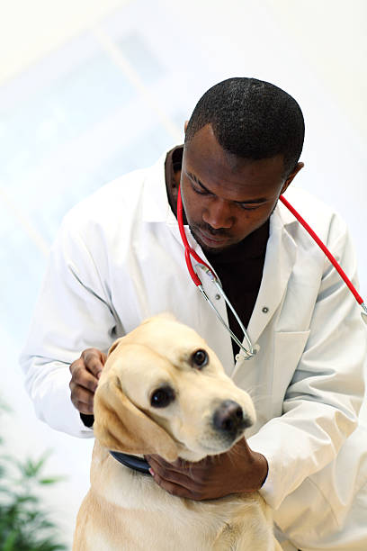 istock Vet examines Labrador dog's ear. 155392273