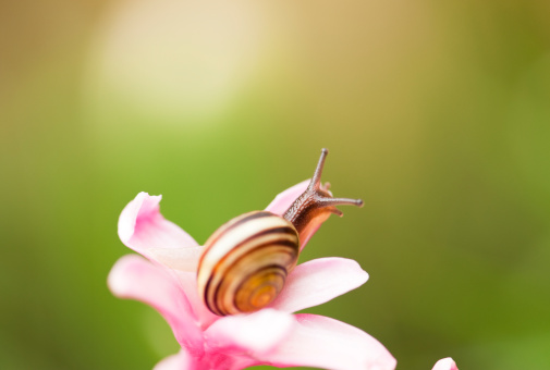 A very small common garden snail sitting on the flower of a blooming hyacinth flower in the spring.