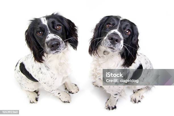 Dos Problemas Foto de stock y más banco de imágenes de Cachorro - Perro - Cachorro - Perro, Dos animales, Springer Spaniel