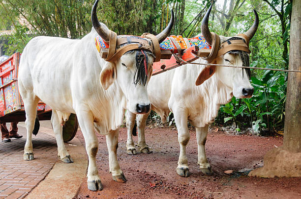 Traditional oxen team and cart.  The yokes and carts are traditionally painted with bright colors and patterns in Costa Rica.