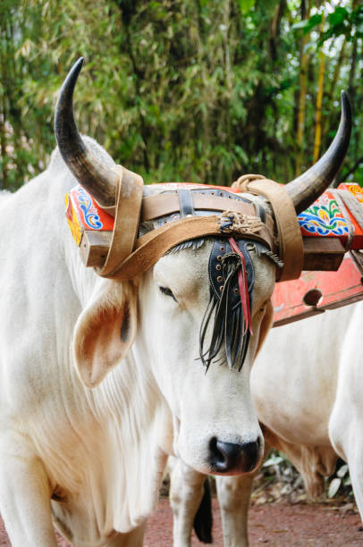istock Oxen with colorful yoke 155392407
