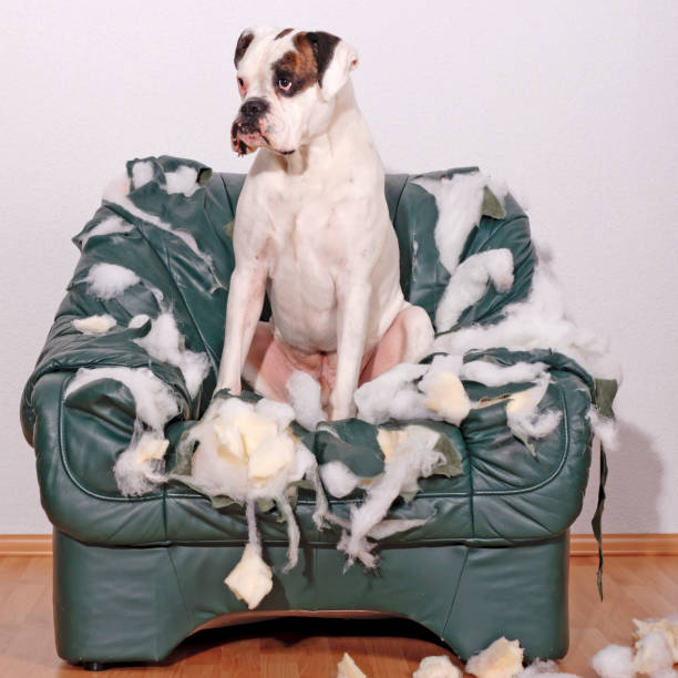 istock White Boxer sitting on a leather chair 155392467