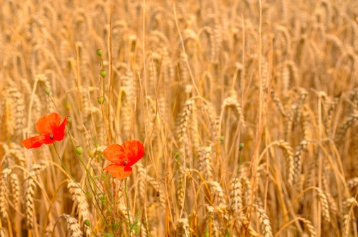 Golden Barley field in the sunlight contrasted by two deep red Papaver flowers. The Barley has the appearance of being ripe and ready for harvesting, while the Papaver still has buds which haven't become flowers yet. The background of barley is blurred with the focus being on the foreground 