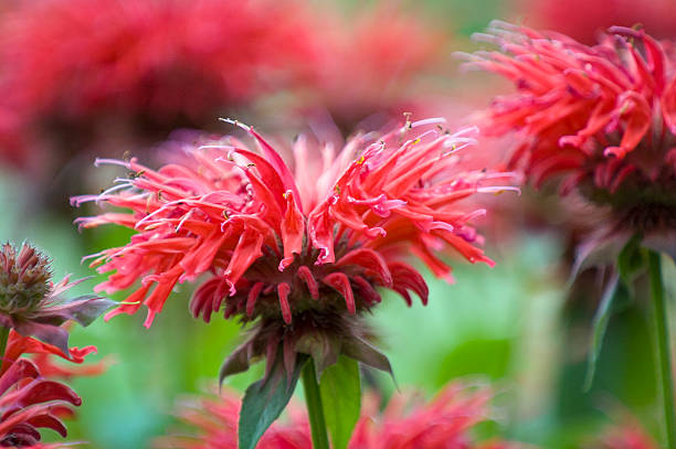 monarda in bloom - beebalm foto e immagini stock