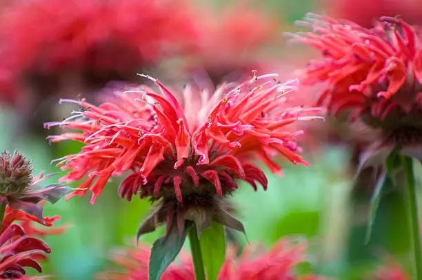 A field of Monarda in bloom.