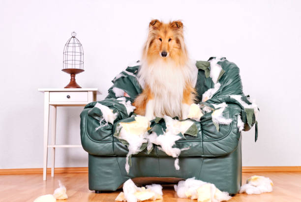 istock Collie sitting in tattered leather chair 155392828