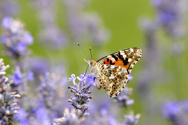 Vanessa cardui on lavenders.