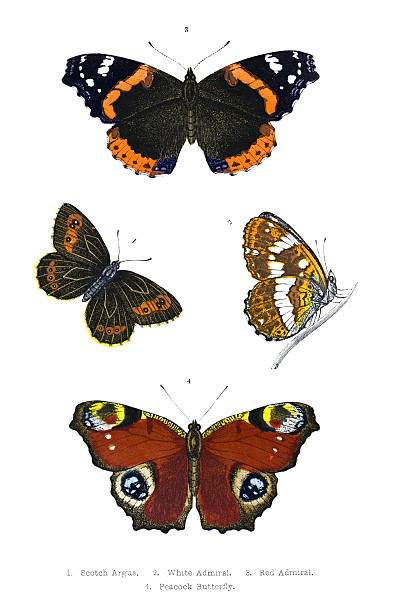 British Butterfly Illustrations - Hand Coloured Engraving Butterfly Illustrations admiral butterfly stock illustrations