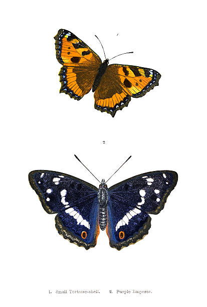 British Butterfly Illustrations - Hand Coloured Engraving Butterlfy Illustrations small tortoiseshell butterfly stock illustrations