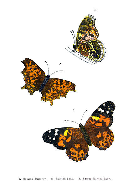 bildbanksillustrationer, clip art samt tecknat material och ikoner med british butterfly illustrations - hand coloured engraving - comma