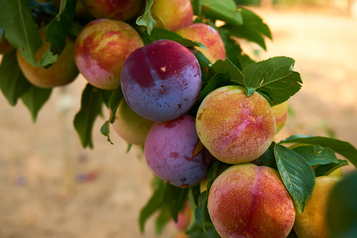 Plum in the garden at summer