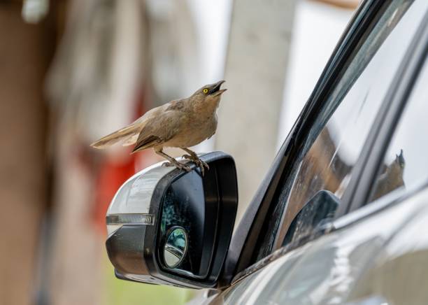 istock Large grey babbler standing on the mirror of a grey car 1553929893