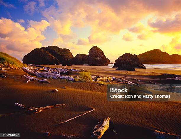 Oregon Coastline Stock Photo - Download Image Now - Oregon Coast, Tree, Pacific Northwest