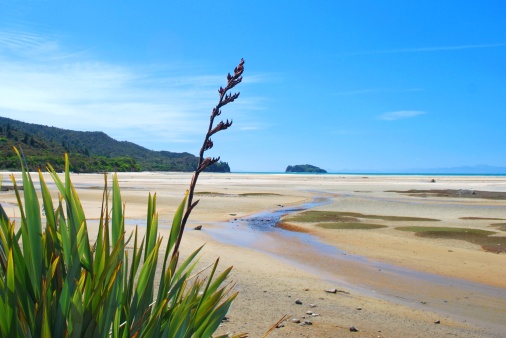 New Zealand Flax in Flower with a Classic Clear New Zealand Spring Sky and Golden Sand Estuary.