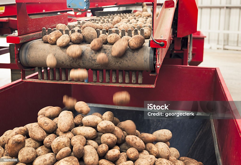 Automatisierte Kartoffel verarbeiten - Lizenzfrei Kartoffel - Wurzelgemüse Stock-Foto
